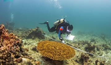 NCW carries out study of marine biodiversity in Red Sea