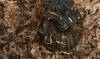 A rare New Zealand snail is filmed for the first time laying an egg from its neck