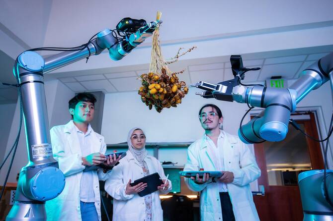 How a KAUST team is using AI to transform date harvesting in Saudi Arabia 