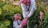 Taif rose farmers bid farewell to their most treasured harvest as season ends