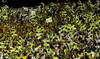 Al-Ittihad crowned as champions after Al-Raed victory