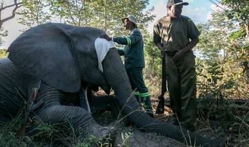 Zimbabwe is full of elephants and conflict with villagers is growing. A new approach hopes to help
