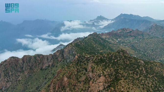 How Saudi Arabia is safeguarding biodiversity by restoring its ancient juniper forests