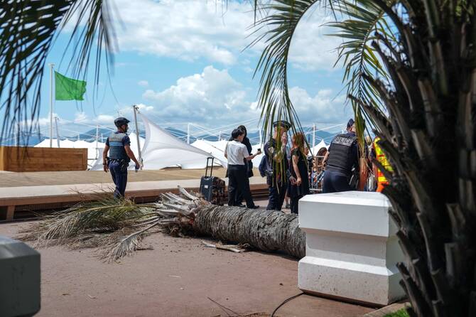 Man badly hurt by falling palm tree at Cannes film festival