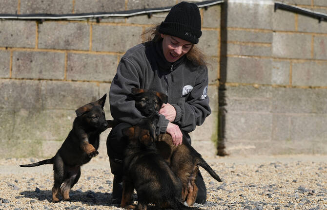 Pets with a toolkit: Protection dogs train to handle burglars as sports stars boost home security