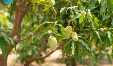 Jazan is set to open its 21st annual Mango and Tropical Fruits Festival next Wednesday at Sabya Front. (SPA) 