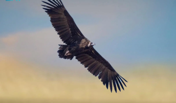 An endangered Eurasian black vulture was spotted near the village of Linah in Saudi Arabia’s Northern Borders region. (SPA)